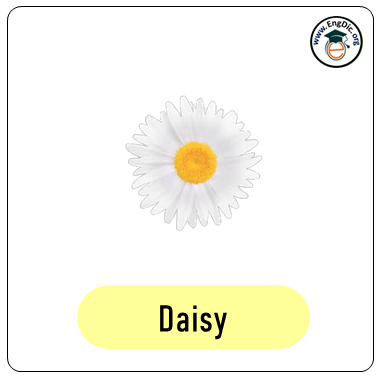 daisy