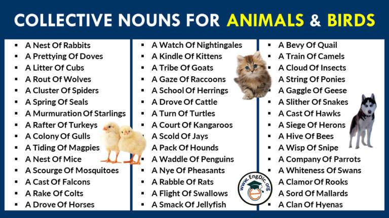 collective nouns list animals