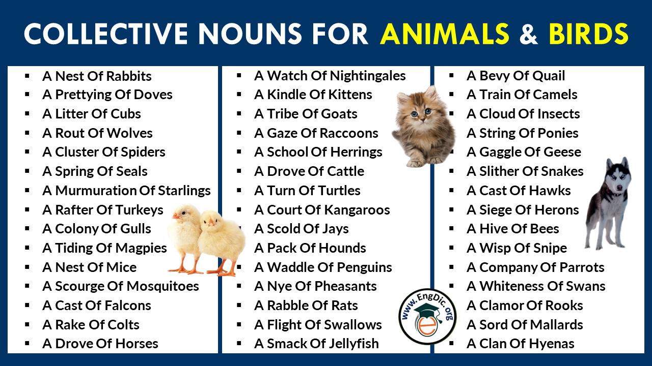 group of bears collective nouns animals