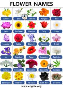 300+ List of Flowers Name with Pictures (A to Z) – EngDic
