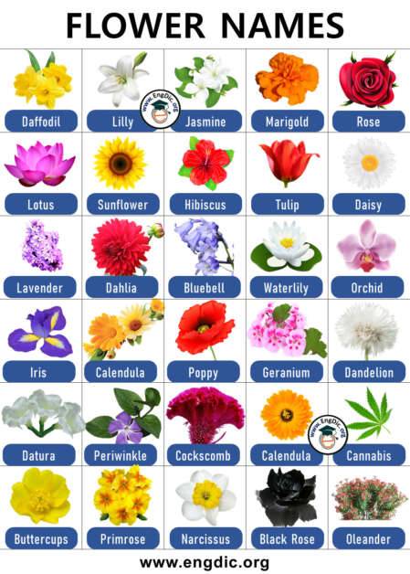 300+ List of Flowers Name with Pictures (A to Z) - EngDic