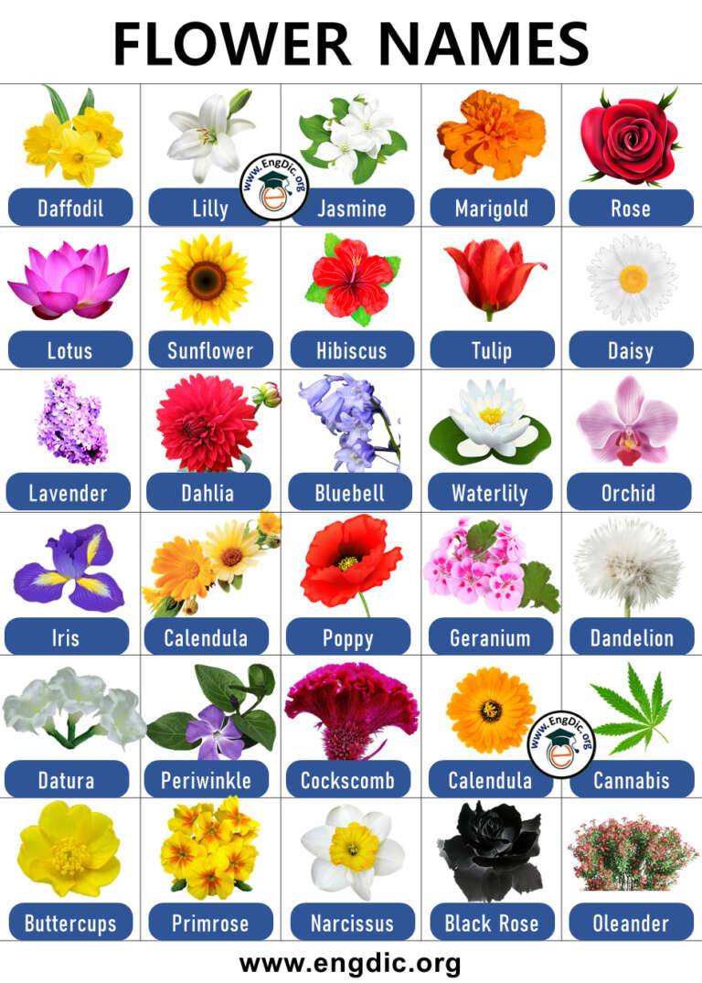 300+ List of Flowers Name with Pictures (A to Z) - EngDic