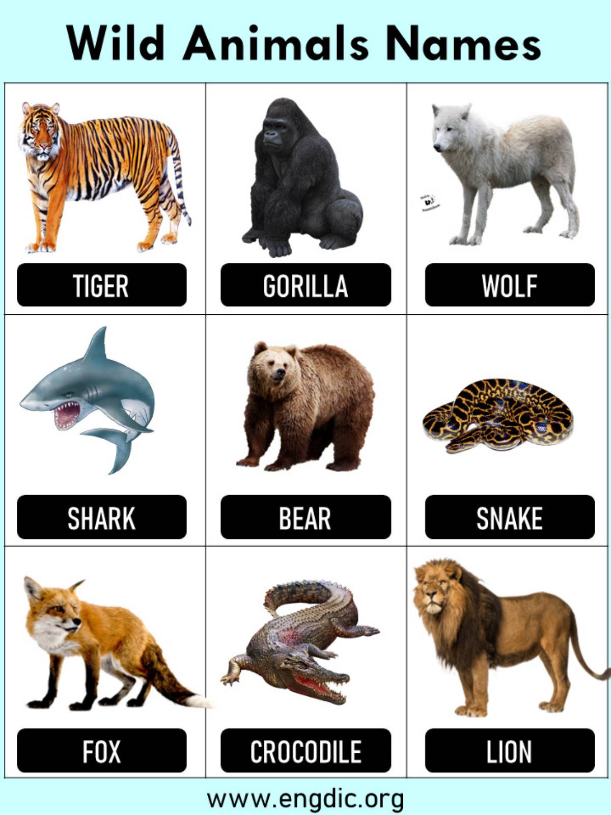 wild animals with names