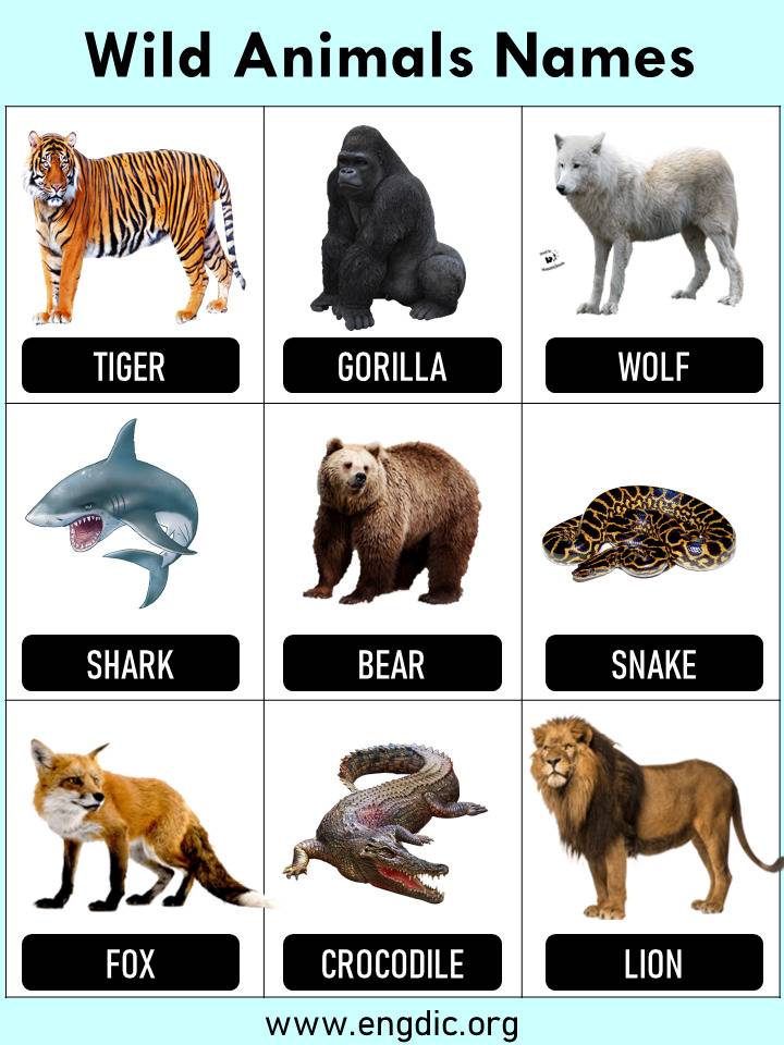 10 Wild Animals Name, Wild Animals in English - EngDic