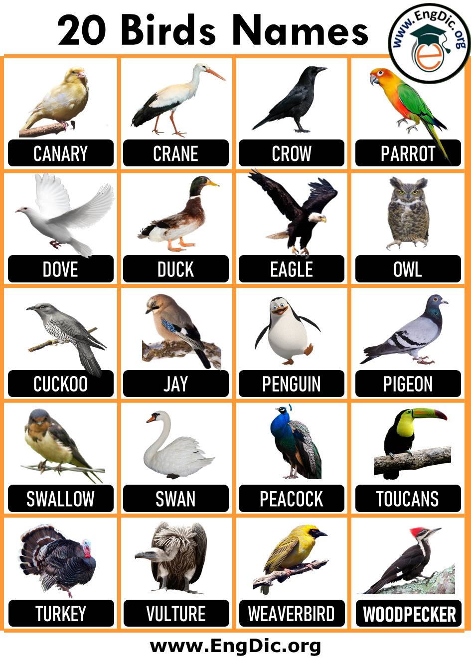 20 Birds Name, Birds Name List with Pictures PDF