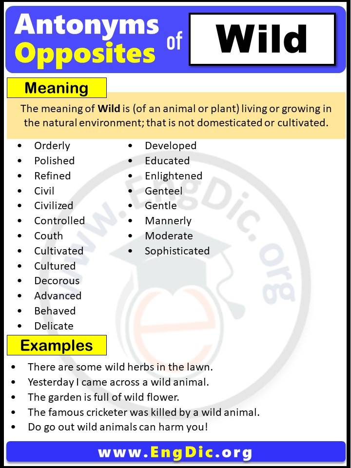 Opposite of Wild, Antonyms of Wild, Wild meaning and Example Sentences in English PDF