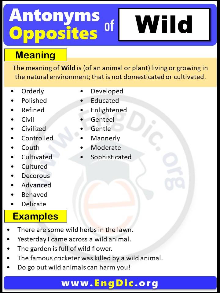 Opposite of Wild, Antonyms of Wild (Example Sentences)