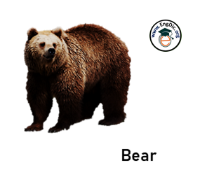bear- wild animal