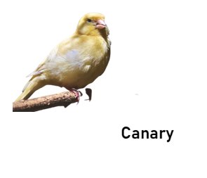 canary