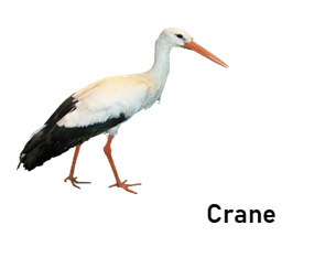 crane