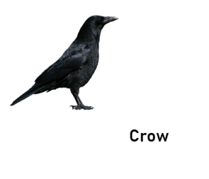 crow