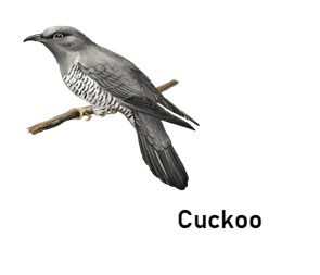 cuckoo