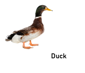 duck