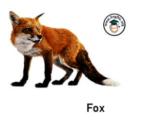 fox- wild animal