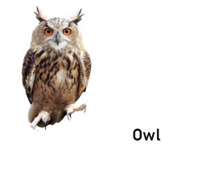 owl