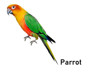 parrot
