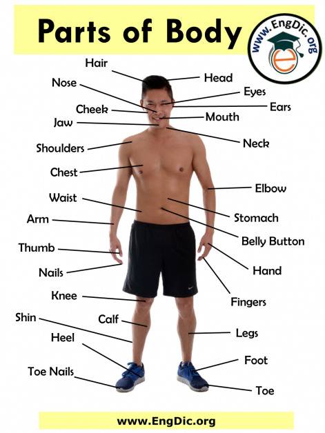 All Parts of The Body in English with Pictures - EngDic