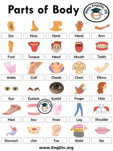 +1000 Antonyms for Kids with Pictures (Opposite Words) - EngDic