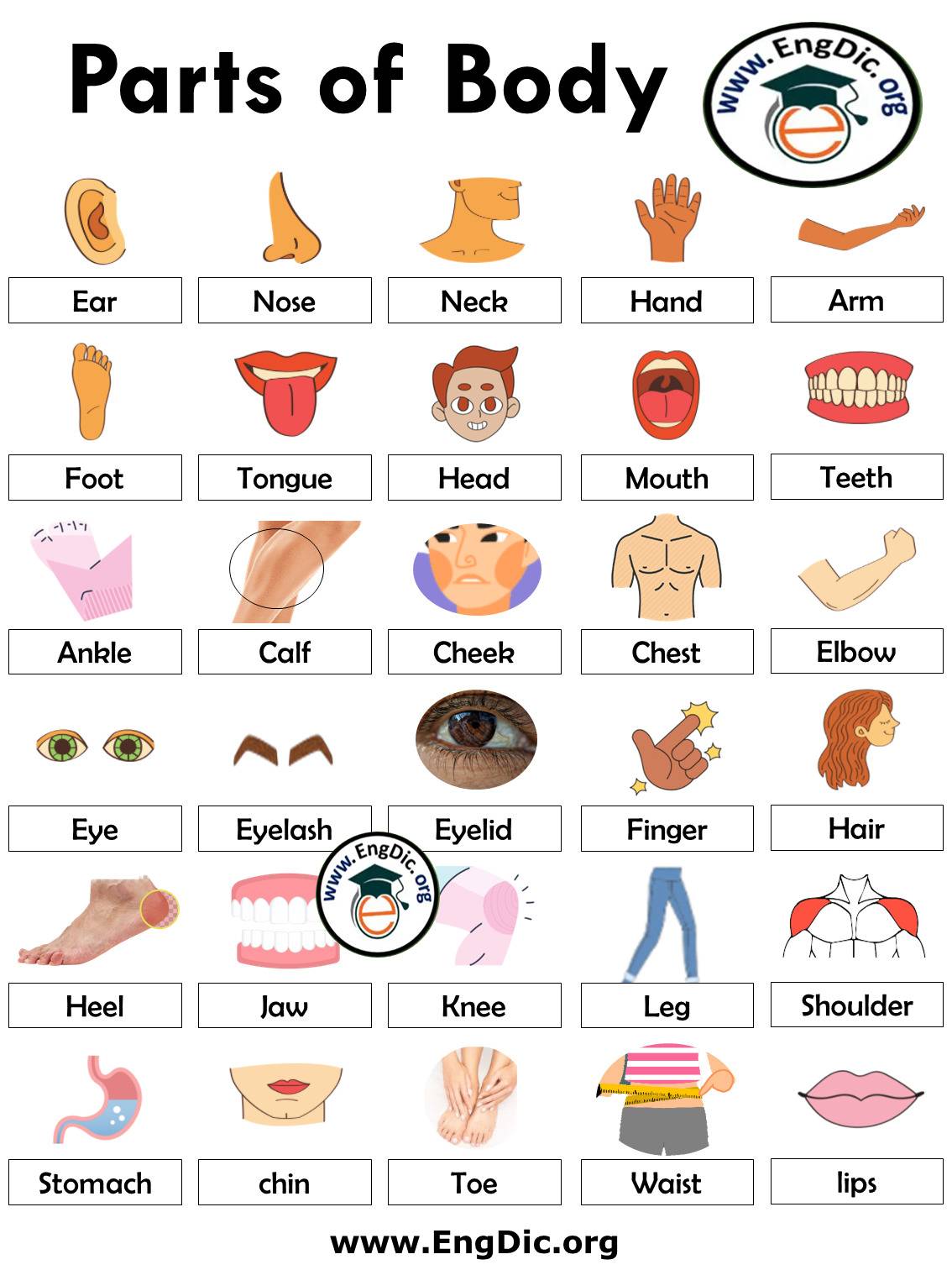 Parts of the Body Photos and English Vocabulary - Vocabulario