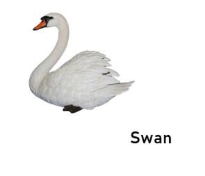 swan