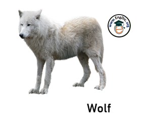 wolf- wild animal