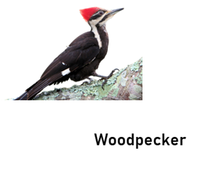 woodpecker