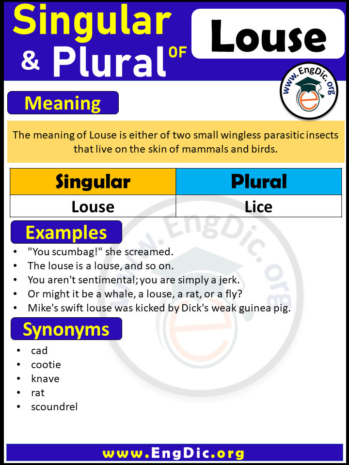 Louse Plural, What is the Plural of Louse?