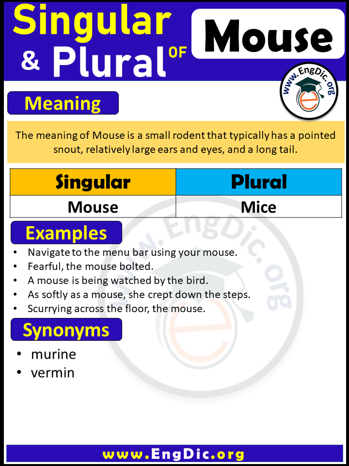 Mouse Plural, What is the Plural of Mouse?