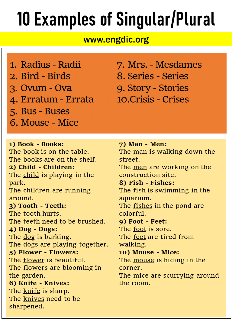 50 Examples Of Singular And Plural Nouns In Sentences EngDic