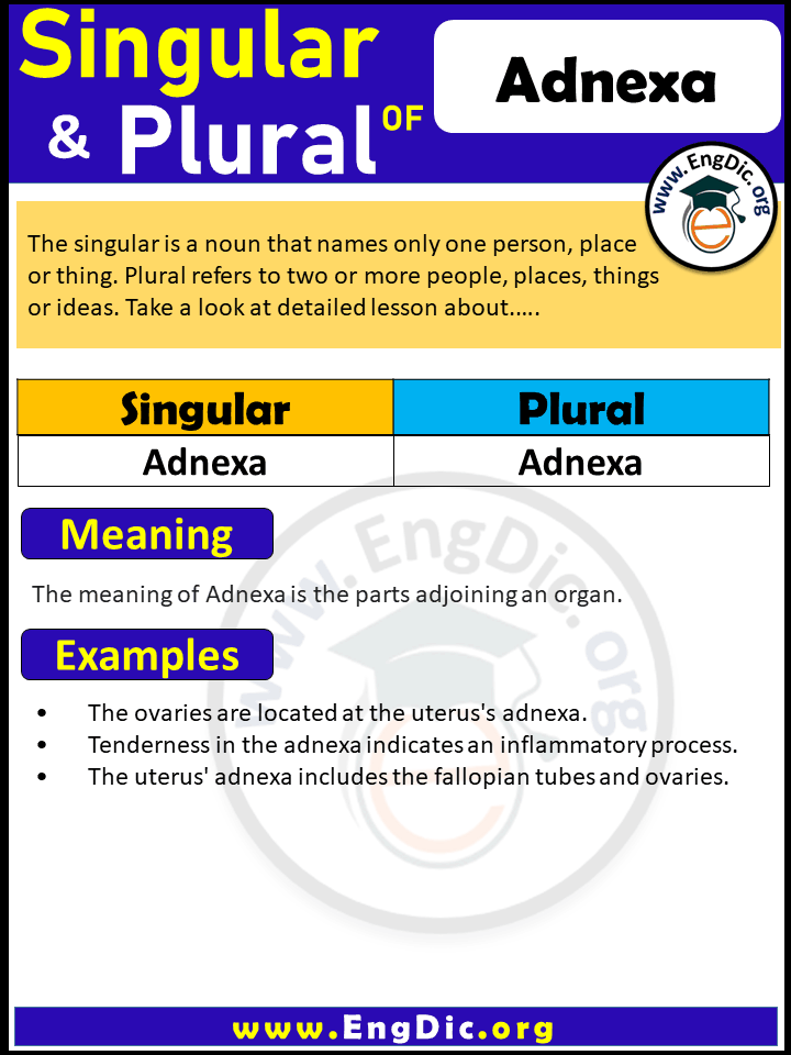 Adnexa Plural, What is the plural of Adnexa?