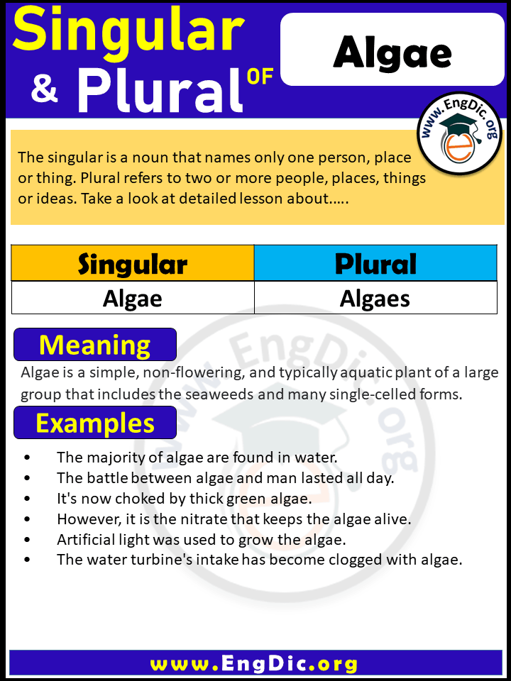 Algae Plural, What is the plural of Algae?