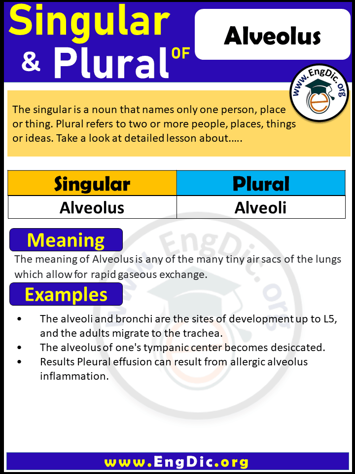 Alveolus Plural, What is the plural of Alveolus?