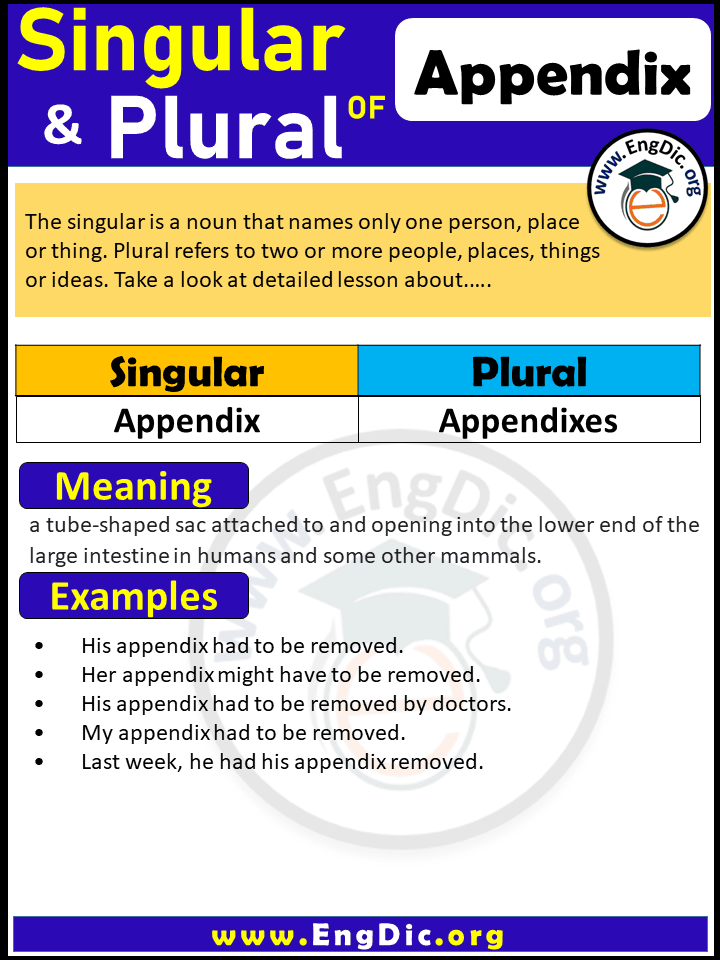 Appendix Plural, What is the plural of Appendix?