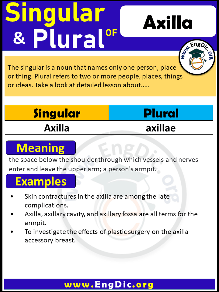 Axilla Plural, What is the plural of Axilla?