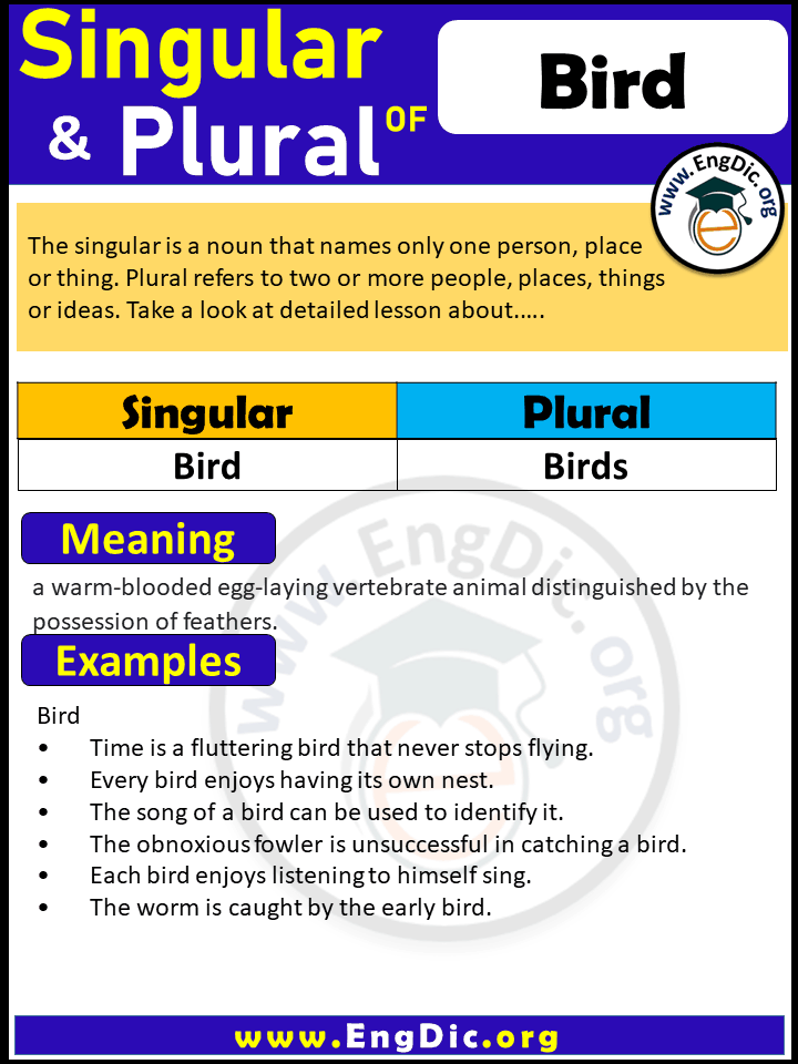 Bird Plural, What is the plural of Bird?