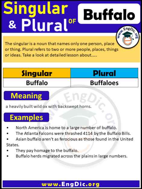 buffalo-plural-engdic