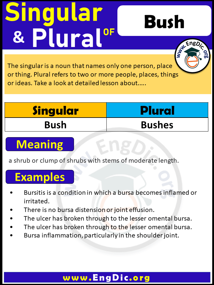 Bush Plural, What is the plural of Bush?