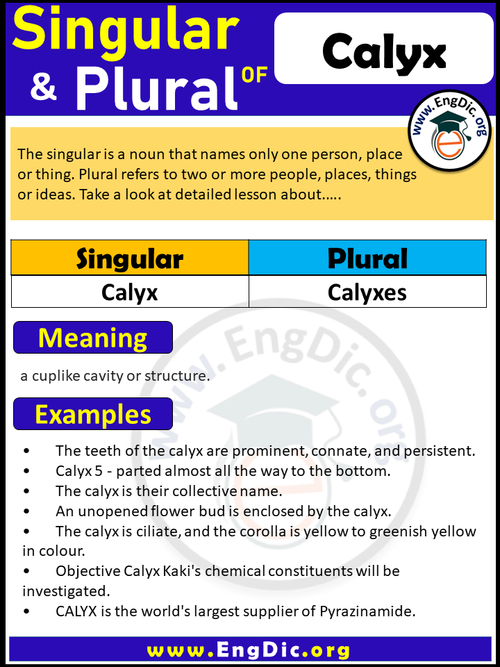 Calyx Plural, What is the plural of Calyx?