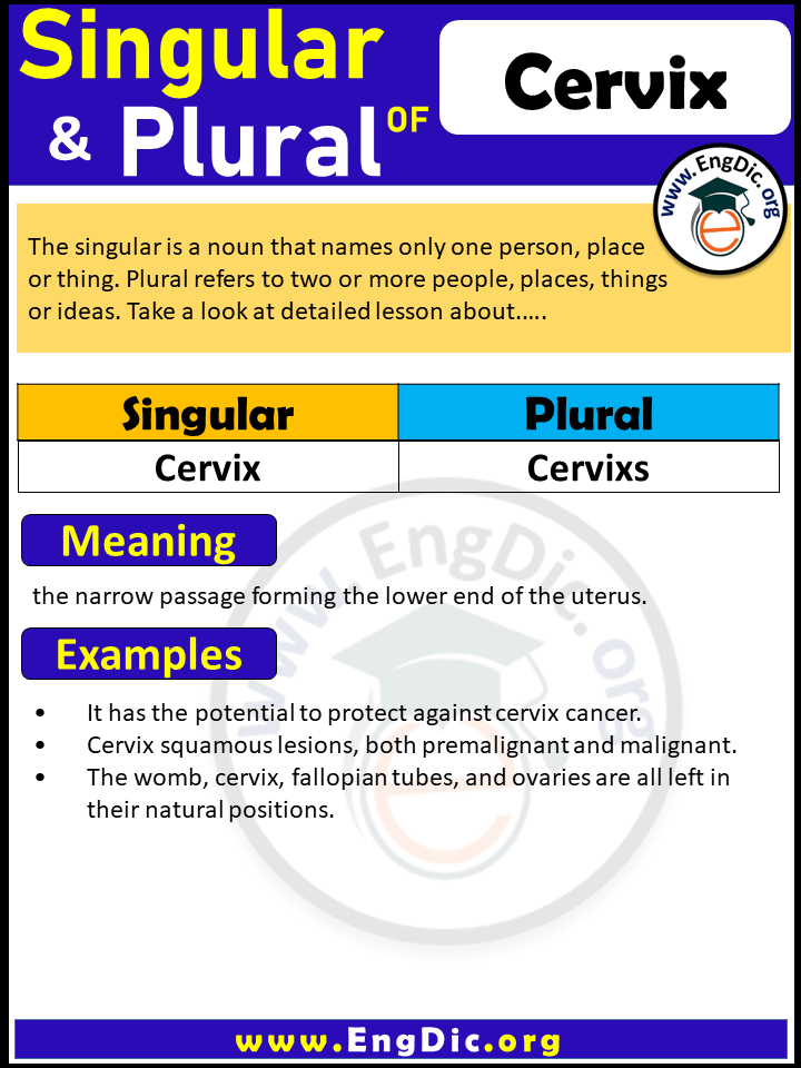 Cervix Plural, What is the Plural of Cervix?