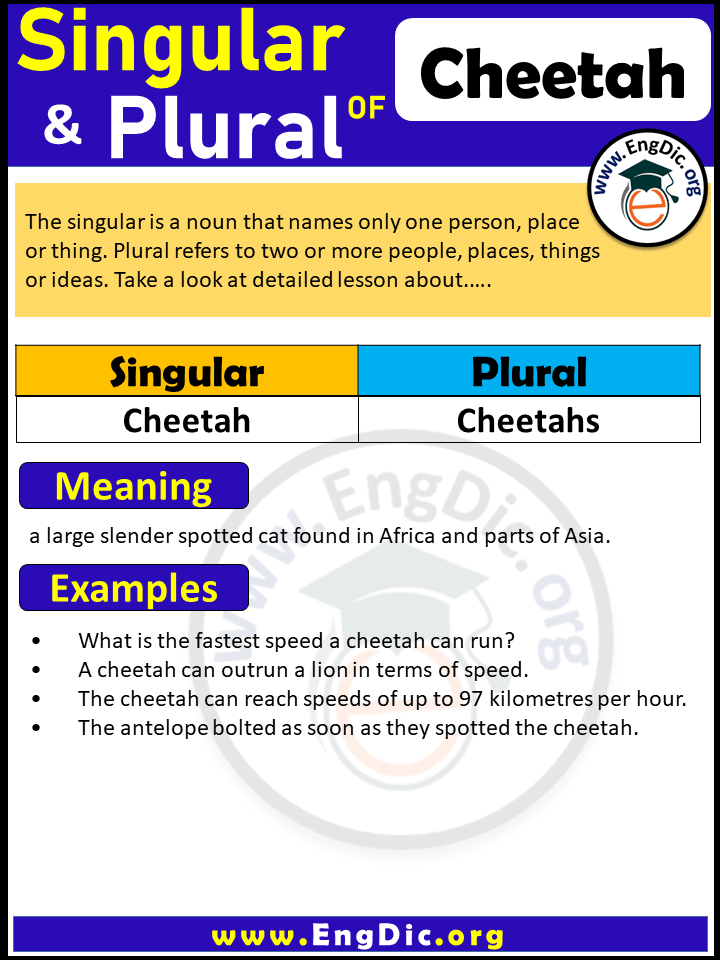 Cheetah Plural, What is the Plural of Cheetah?