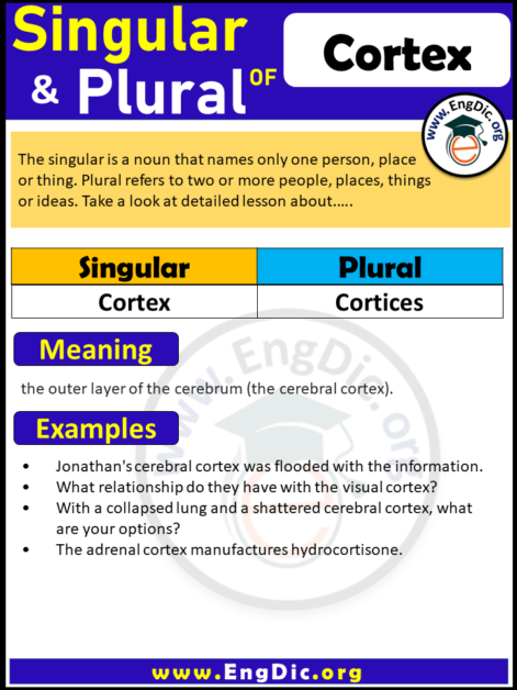 plural-form-of-cortex-archives-engdic