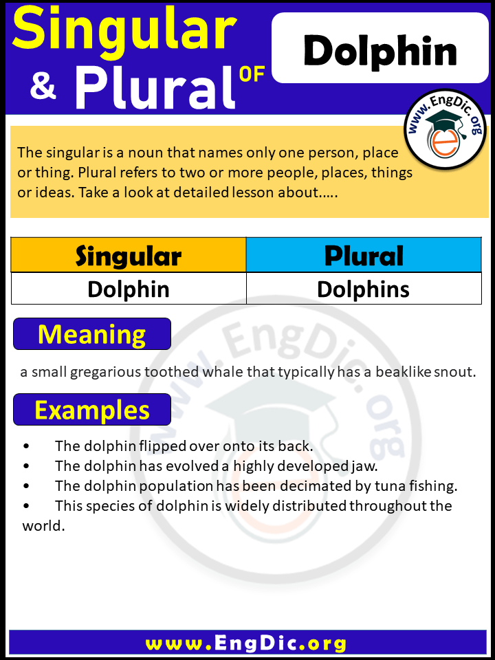 Dolphin Plural, What is the Plural of Dolphin?