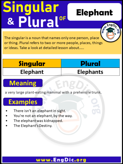 Elephant plural – EngDic