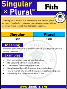 Fish ka plural – EngDic