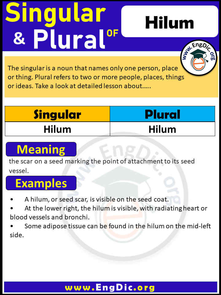 Hilum Plural, What is the plural of Hilum?