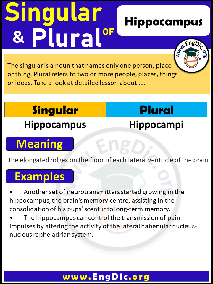 Hippocampus Plural, What is the plural of Hippocampus?