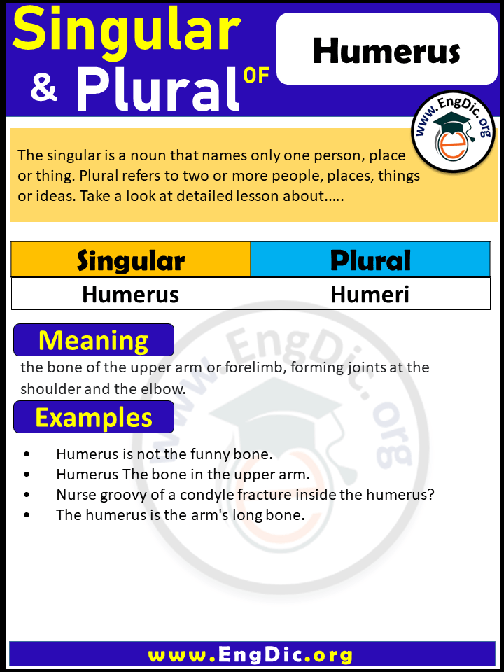 Humerus Plural, What is the plural of Humerus?