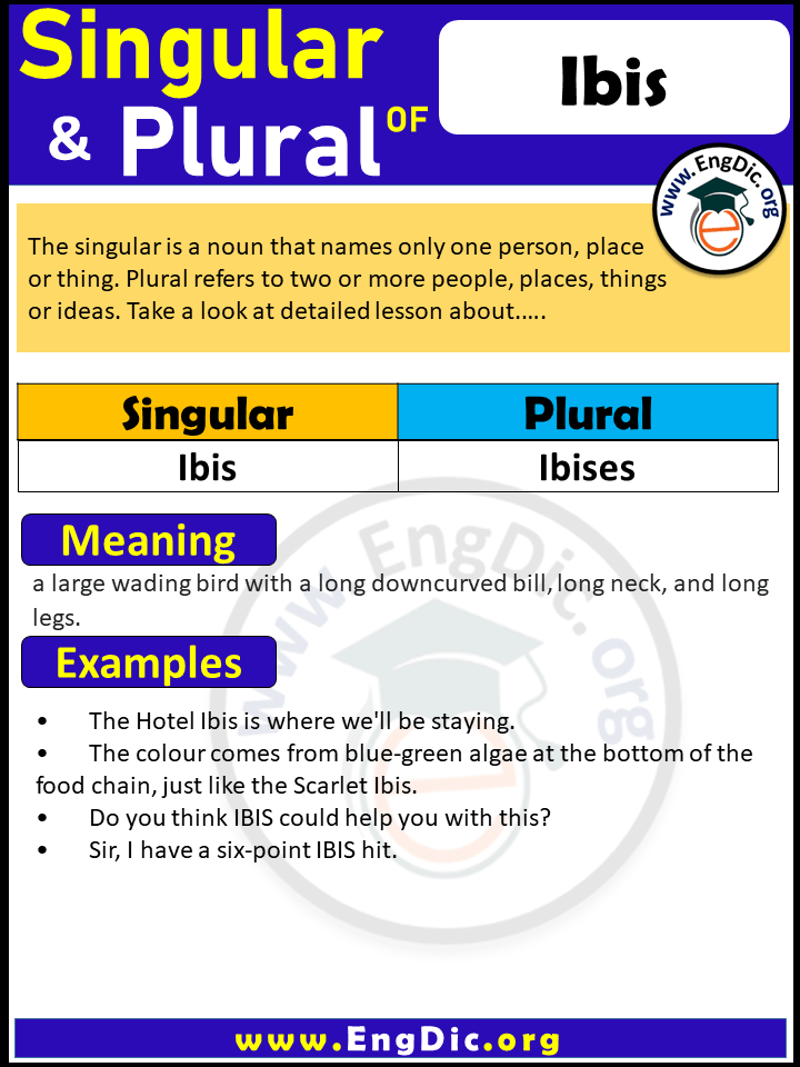 Ibis Plural, What is the plural of Ibis? Ibis Plural, What is the plural of Ibis?
