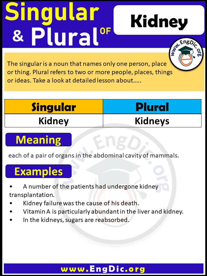 Kidney Plural, What is the plural of Kidney?