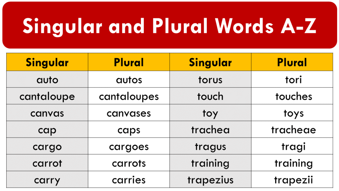 singular and plural for essay